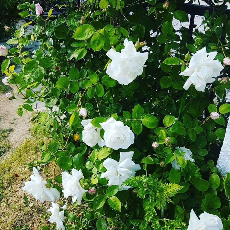 فوكا Limon Pansiyon المظهر الخارجي الصورة